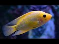 Aquarium 4K VIDEO (ULTRA HD) 🐠 Beautiful Coral Reef Fish - Colorful Marine Life & Peaceful Music #33