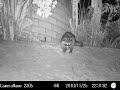 Raccoon 1mp4