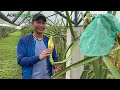 How to: Worldwide protocol in planting Dragon Fruit. Agribusiness How It Works