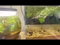 Easy Lowtech Aquascape