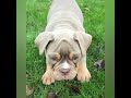 Cute and Funny Olde English Bulldogges Compilation