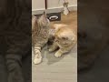 Munchkin kittens plus fighting