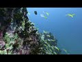 Diving in Koh Tao Thailand