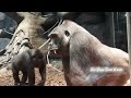 Orangutan Funny things|Orangutan Feeding|Omaha's Henry Dorly Zoo 2023|Orangutan ESCAPE Zoo Enclosure