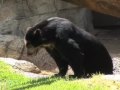 Spectacled Bear Pair - Meet Willie and Pattie, Houston Zoo's Spectacled Bears