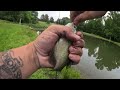 Pond fishing for bass and blue gill