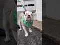 Cutest and Funniest BULLDOGS Compilation