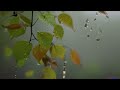 30 Minutes of Rain Sounds - White Noise to Help You Fall Asleep