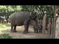 Adorable Twin baby Elephants fascinate the people with their cute gestures