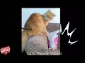 Funny Animals VIDEOS 😂 Funniest CATs Videos 2024 Funny VIDEOS and Cute Animals 😹😺 part 62