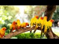 Symphony of the Rainforest. Exploring the Musical Talents of Jungle Birds in 4K UTRA HD