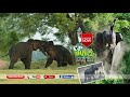 Wild elephant waiting for food !