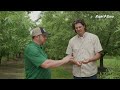 Capay Farms Rain Bird Agriculture Testimonial, Micro Bird Jet - 2024