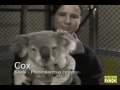 Koalas at the San Francisco Zoo