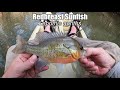 The Sunfish Family | LEPOMIS Genus