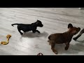 Micro bully French bulldog standard bully Pit bull mix puppies playing