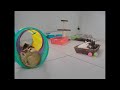 When Cats Are So Silly 😹 I will die laughing 😅🐈 Best Funny Videos compilation Of The Month 🐕🐶