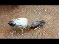 Menyaksikan Ayam Hias Import Aseel Parrot BLT #anakayam #ayamhias