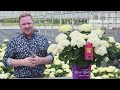 Introducing FlowerFull™ Smooth Hydrangea for 2025
