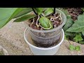 REVIVE CUALQUIER ORQUÍDEA con esto! Abono Casero y Fertilizante natural para florecer Phalaenopsis