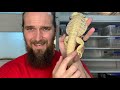 What morph is my Bearded Dragon - Guide to morphs, scale types and colours - Cookies Critters