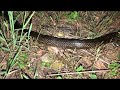 End of SNAKE saga...we hope! Releasing the snake OUTSIDE we found INSIDE our house