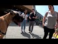 Cash 2.0 Great Dane at Universal Studios City Walk Hollywood