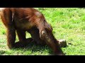 Richmond Zoo - Orangutan 4/21/2023