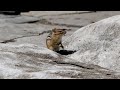 Chewing Chipmunk