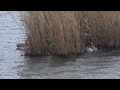 嵐の中のサカツラ＆ハイイロガン＆アボセット20231217米子水鳥公園DSCN6174