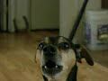 chumley howling to YT video of dogs howling 7 15 16