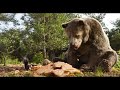 Mowgli aiuta Baloo a raccogliere il miele-Il Libro della Giungla(2016).