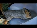 Baby squirrel drinking water