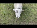 Cute Goats and Animals