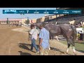 Wishtheyallcouldbe wins race 7 at Del Mar 8/8/24