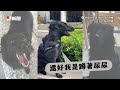 柴犬堅持颱風天散步　爸暴雨中狂奔哀號求牠回家｜寵物動物｜固執｜精選影片