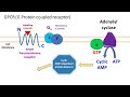 G protein coupled receptor | GPCR