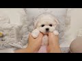 Bichon frise PUPPY is the cutest!