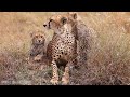 4K African Wildlife: Samburu National Park, Kenya, African Animals, Relaxation Film With Real Sounds