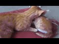kitten with rare defect gets attention from older cat