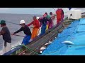 🇯🇵Welcome to the sea of ​​fish‼️fishing for 35 ton skipjack tuna #tuna #fishing #skipjack #japan