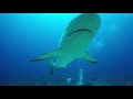 Swimming with Sharks, Sharks and more Sharks! - Scuba dive with Caribbean Reef Sharks in Roatan.