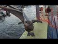 Feeding the Seabirds- by Cintron Productions