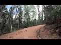 Elk buck crosses trail while mountain biking in Mueller State Park. Divide, Colorado - July 19, 2024