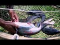Primitive technology - Making Trap To Catch Catfish using Bamboo to lure fish Trap Work 100%