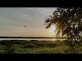 Crickets in a Serene Twilight | 15 Minutes of Twilight | Ambient Sound | Lofi Beats