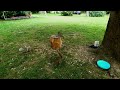 🔴Cat Tv Videos For Cats, Dogs & Pets Home ! Squirrels Playing Calm Summer Nature Sounds