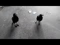 Australia Magpie couple asked if they want to sing.