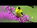 RELAXING MUSIC - Beautiful Birds