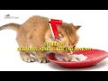 How to Fatten Cats Quickly, Proven !!